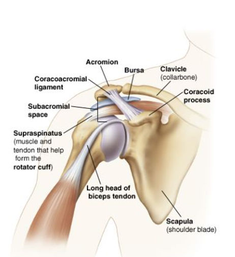 this shows the anatomy of the shoulder